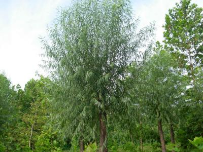 40公分饅頭柳幼苗的市場(chǎng)價(jià)格是多少？