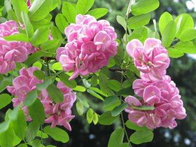 香花槐什么時候開花，開多久？