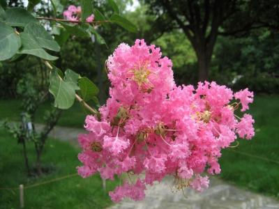 聽說(shuō)紫薇怕癢，這事是真的嗎 ？