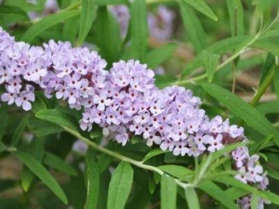 醉魚草花期是幾月，花期有多長