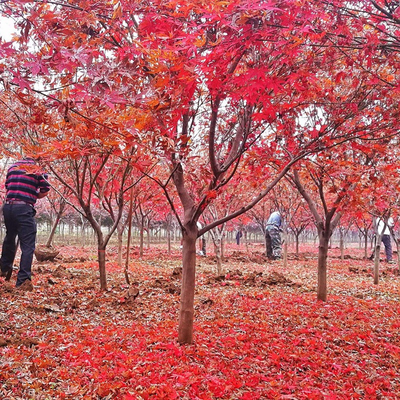 十公分的紅楓樹(shù)多少錢