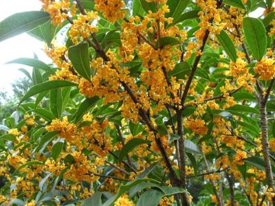 桂花樹苗批發(fā)售價(jià)多少？種植性價(jià)比如何？