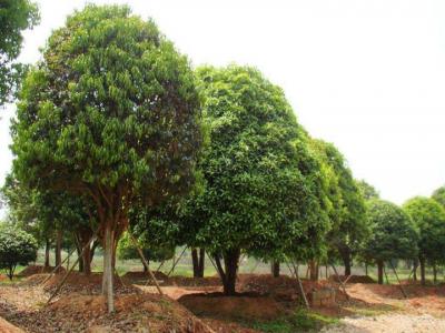 桂花樹(shù)苗價(jià)格表，桂花樹(shù)的栽種事項(xiàng)有哪些？